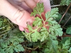 Geranium robertianum