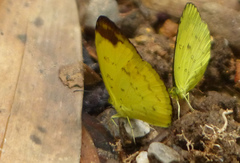 Eurema simulatrix