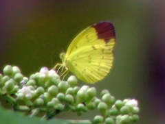 Eurema simulatrix
