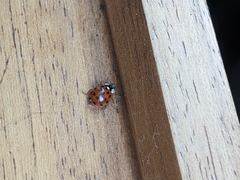 Harmonia axyridis
