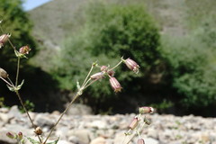 Silene lacera