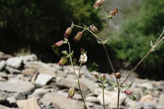 Silene lacera