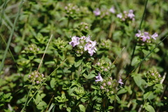 Thymus collinus