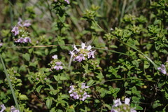 Thymus collinus
