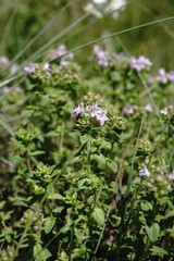 Thymus collinus