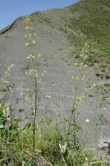 Asperula molluginoides