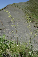 Asperula molluginoides