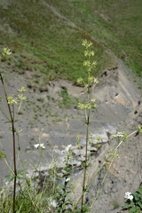 Asperula molluginoides