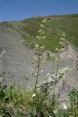 Asperula molluginoides