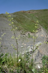 Asperula molluginoides
