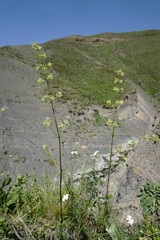 Asperula molluginoides