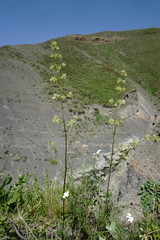 Asperula molluginoides
