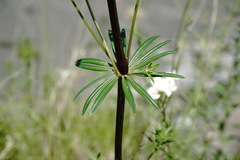 Asperula molluginoides