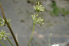 Asperula molluginoides