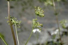 Asperula molluginoides
