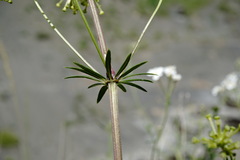 Asperula molluginoides