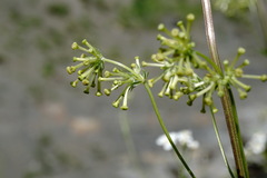 Asperula molluginoides