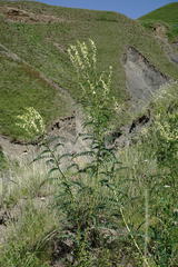 Astragalus galegiformis