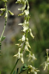 Astragalus galegiformis