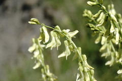 Astragalus galegiformis
