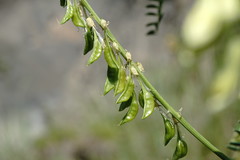 Astragalus galegiformis