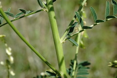 Astragalus galegiformis