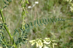 Astragalus galegiformis