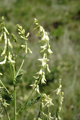 Astragalus galegiformis