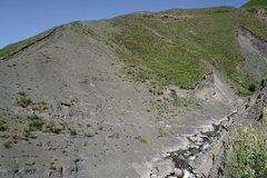 Astragalus galegiformis