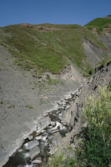 Astragalus galegiformis