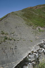 Astragalus galegiformis