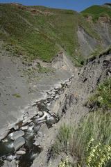 Astragalus galegiformis