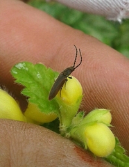 Campylomorphus homalisinus