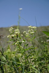 Galium valantioides