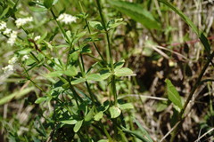 Galium valantioides