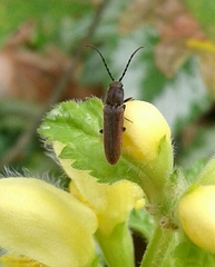 Campylomorphus homalisinus