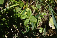 Galium valantioides
