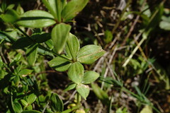 Galium valantioides