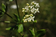 Galium valantioides