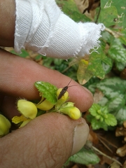 Campylomorphus homalisinus