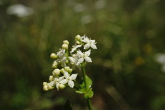 Galium valantioides