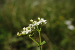 Galium valantioides