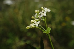 Galium valantioides