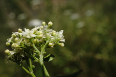 Galium valantioides