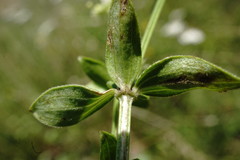 Galium valantioides