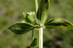 Galium valantioides