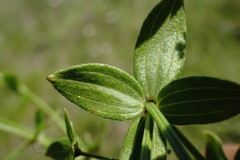 Galium valantioides