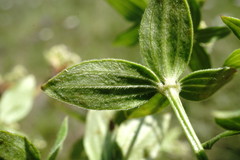 Galium valantioides