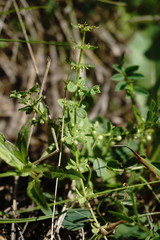 Cruciata glabra