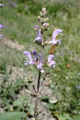 Salvia beckeri